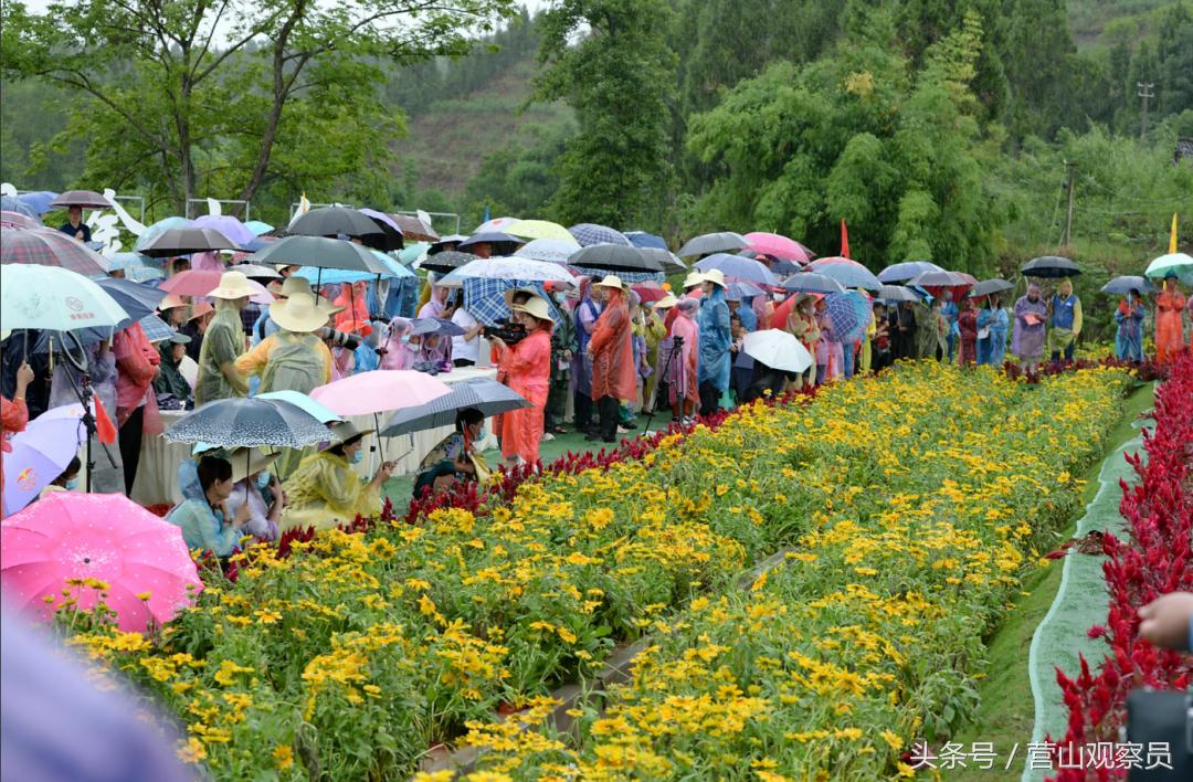 营山县老林镇众鑫泰花椒采摘,营山花椒产业园