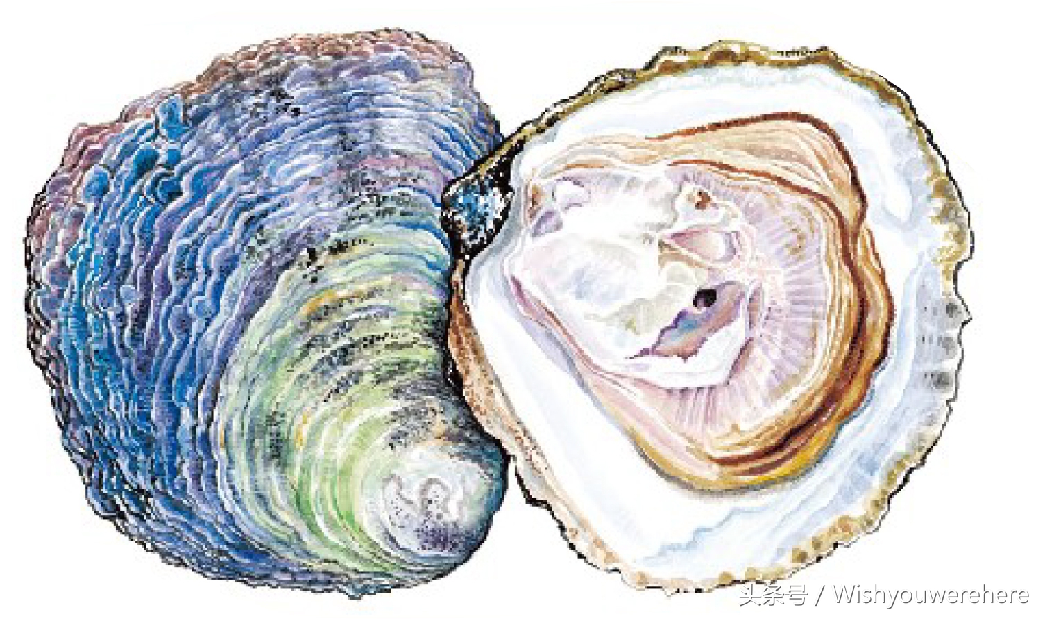 海鲜指南挪威,挪威美食海鲜大餐