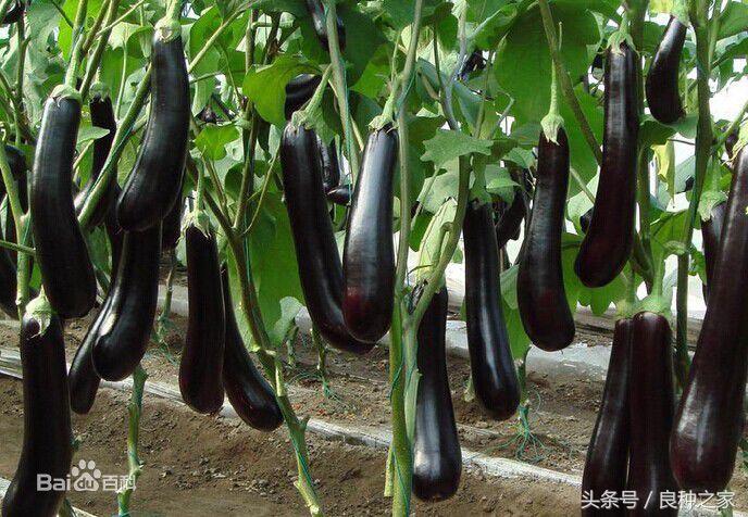 餐桌上常见的本土作物是什么,10种常见的粮食作物