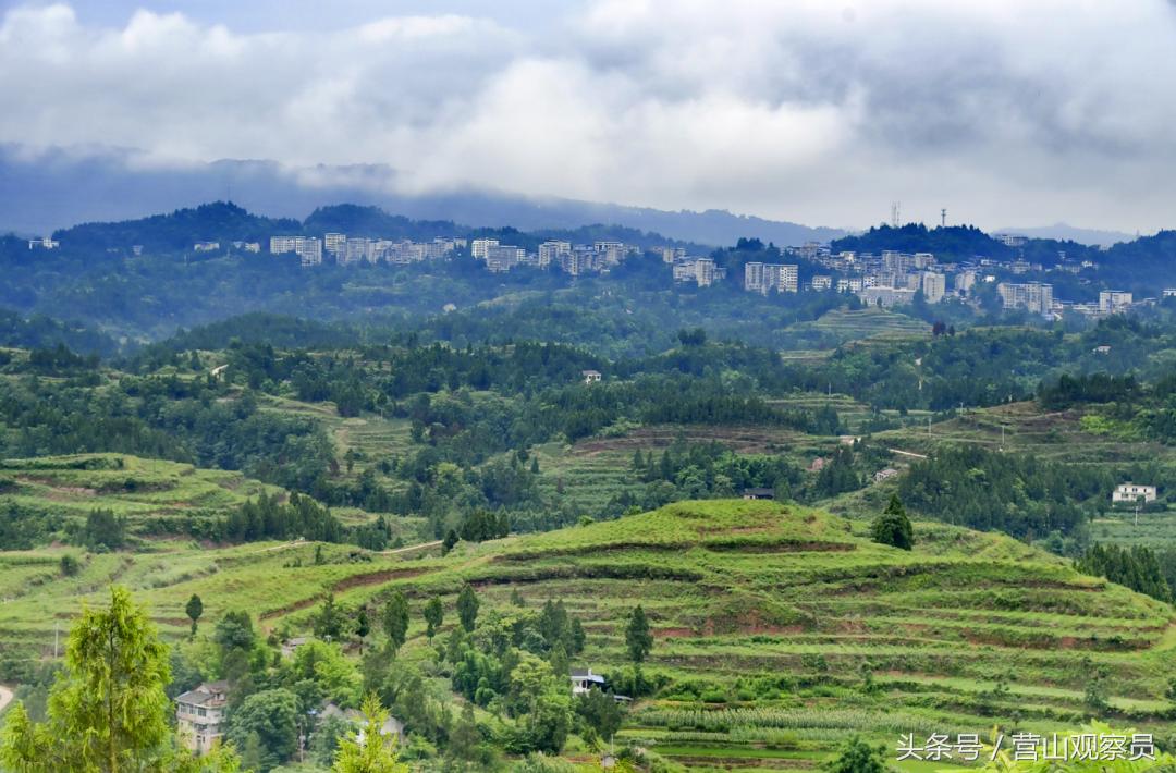 营山县老林镇众鑫泰花椒采摘,营山花椒产业园
