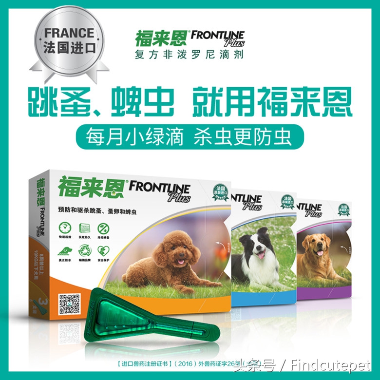 养狗需要准备什么药物,养狗必备3种常用药物图片