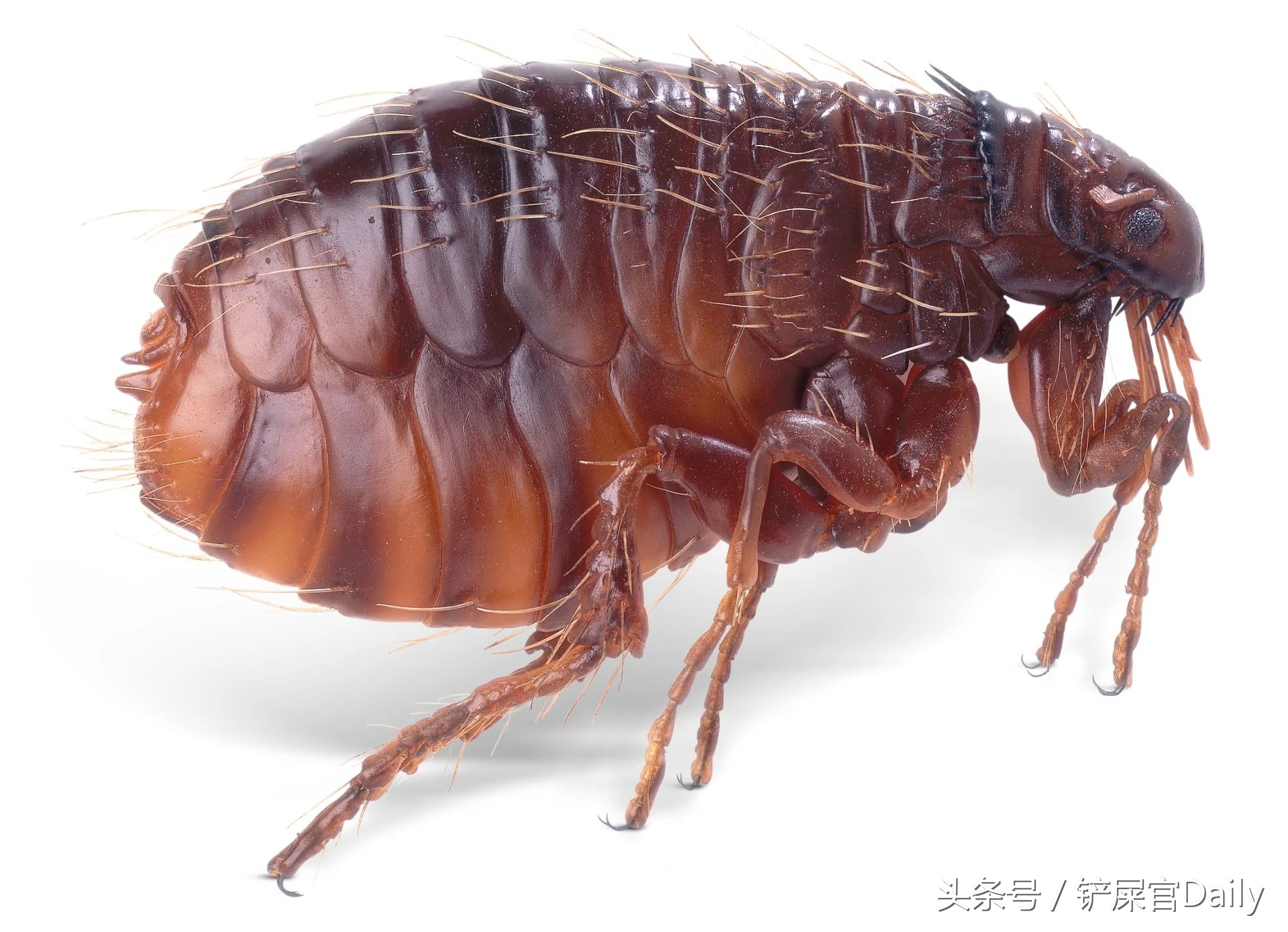 宠物身上有跳蚤寄生虫怎么办,宠物常见寄生虫