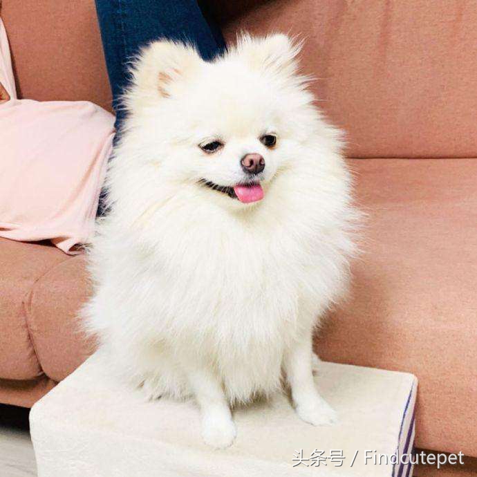 便宜又好养的三种狗品种,国外狗有几种