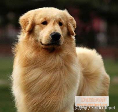 便宜又好养的三种狗品种,国外狗有几种