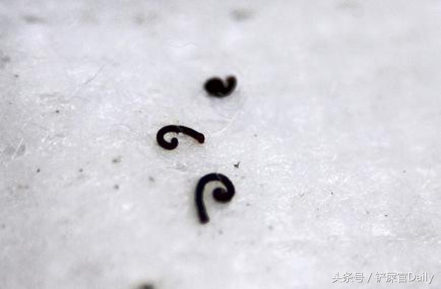 宠物身上有跳蚤寄生虫怎么办,宠物常见寄生虫