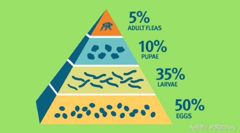 宠物身上有跳蚤寄生虫怎么办,宠物常见寄生虫