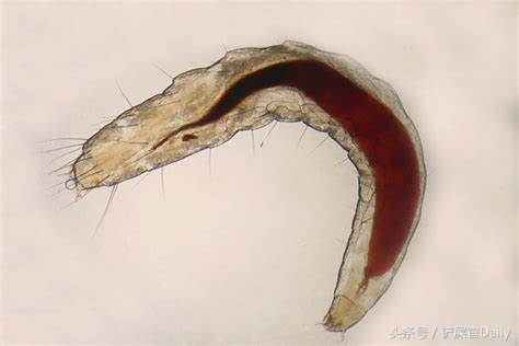 宠物身上有跳蚤寄生虫怎么办,宠物常见寄生虫