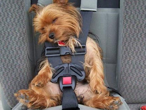 宠物狗托运需要什么,宠物狗托运过程