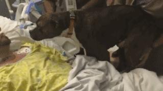 狗狗洗澡没吹干生病了怎么办,狗狗生病了舔自己是什么原因