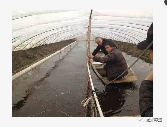 小龙虾养殖技术重点和养殖模式,大棚反季节养殖小龙虾的技术