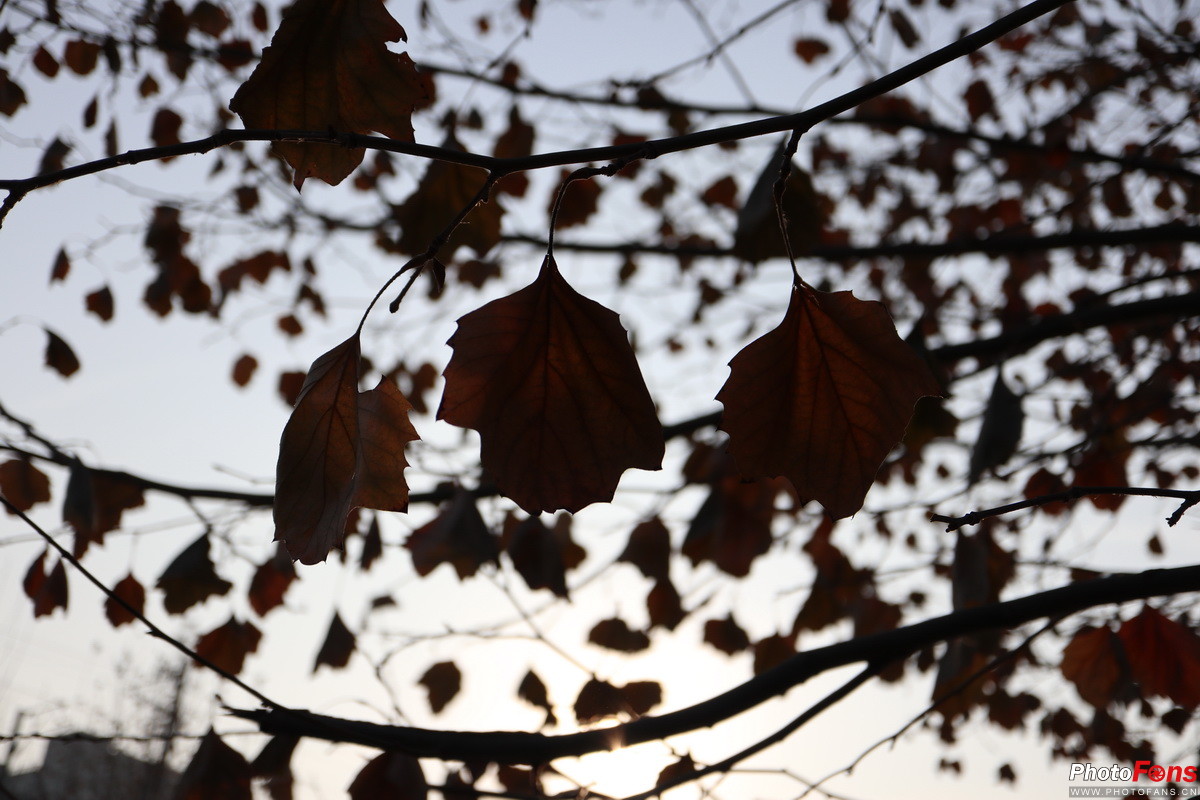 无反大变焦18-150mmf/3.5-6.3镜头评测