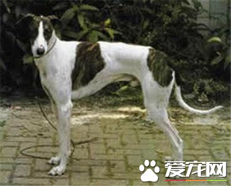 灵缇犬怎么喂,灵缇犬怎么喂养