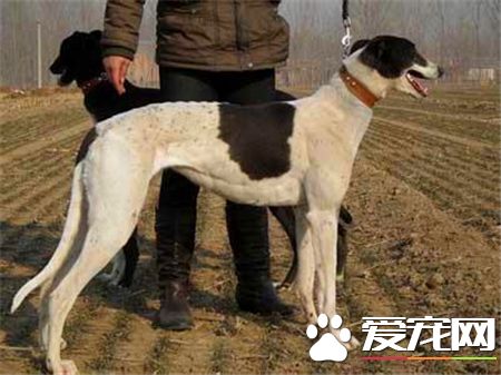 灵缇犬怎么喂,灵缇犬怎么喂养