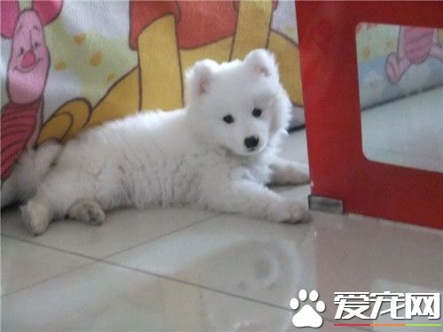 银狐犬适合新手养吗,银狐犬适合家庭养吗