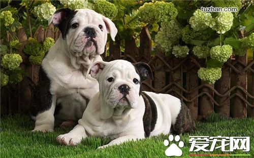 法国斗牛犬怎么人工授精,法国斗牛犬怎么繁育出来的