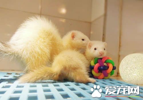 宠物貂玛雪儿和安格鲁的区别,宠物貂属于什么类型的宠物