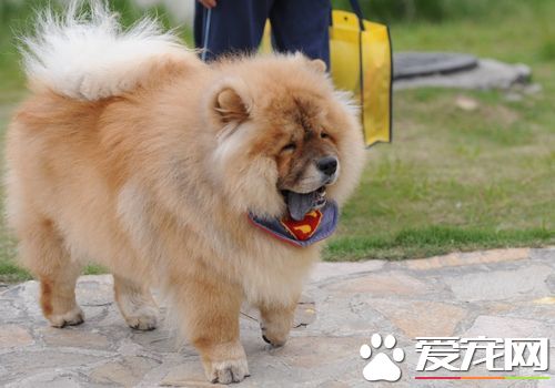 松狮犬幼犬注意些什么东西,喂养松狮犬前要做好哪些心理准备
