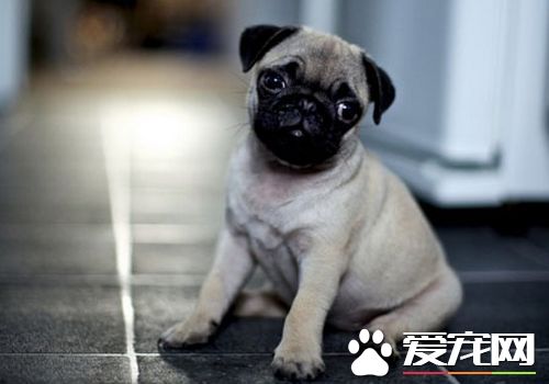 巴哥犬掉毛厉害怎么整,巴哥犬掉毛严重怎么解决