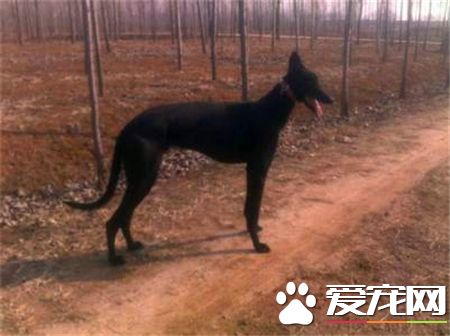灵缇犬幼崽怎么辨别,如何才能挑选到一条好的灵缇幼犬