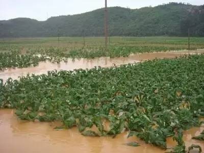 低温起作用的肥料,低温雨雪冷冻天气对农业的影响