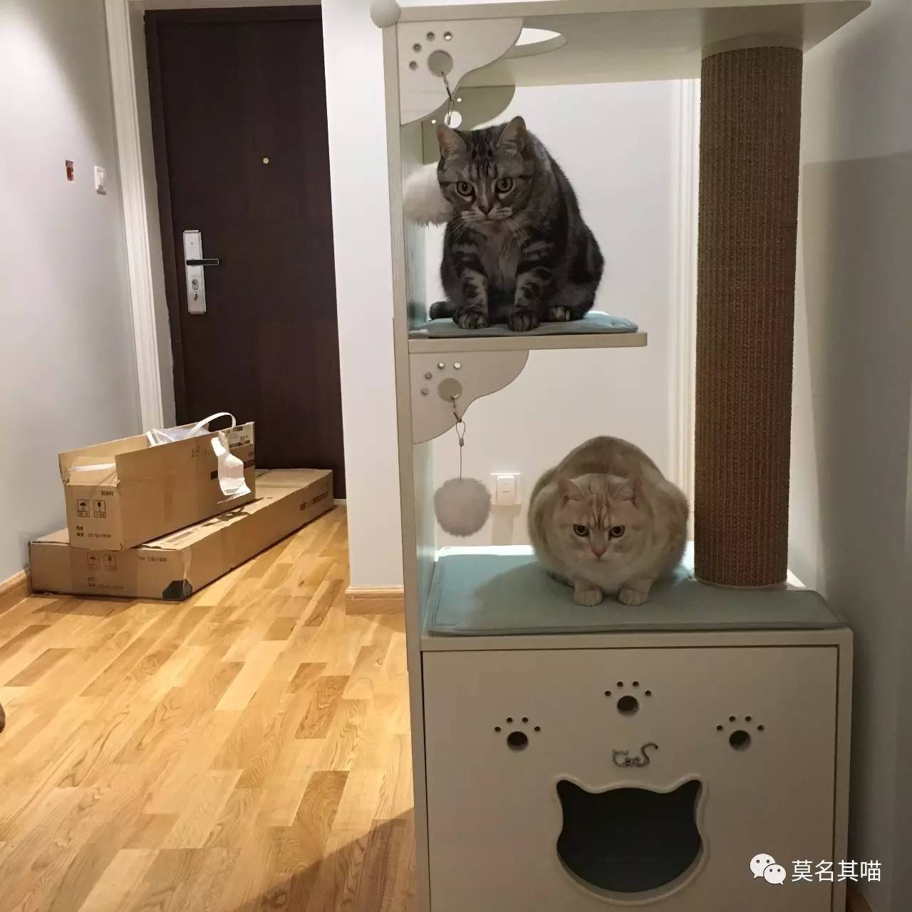 被糊一脸也绝不屈服!菠萝*药嗑**记