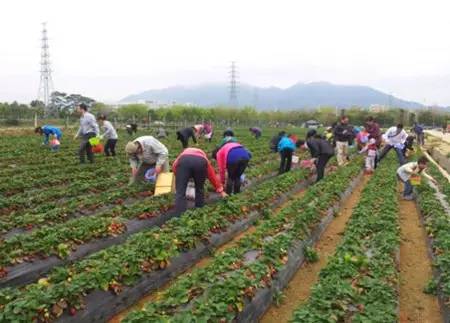 中山南区摘草莓,吐血整理10城33个市集