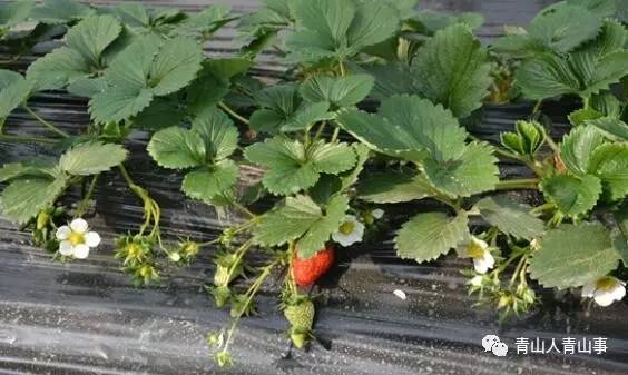 包五十二中家长感恩送锦旗｜新鲜草莓即将上市｜利民社区发放伤残特扶金｜赛音社区送温暖｜民一社区联动保平安