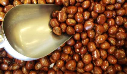 糖炒栗子煮好了不好剥皮,糖炒栗子栗子裂口是怎么回事