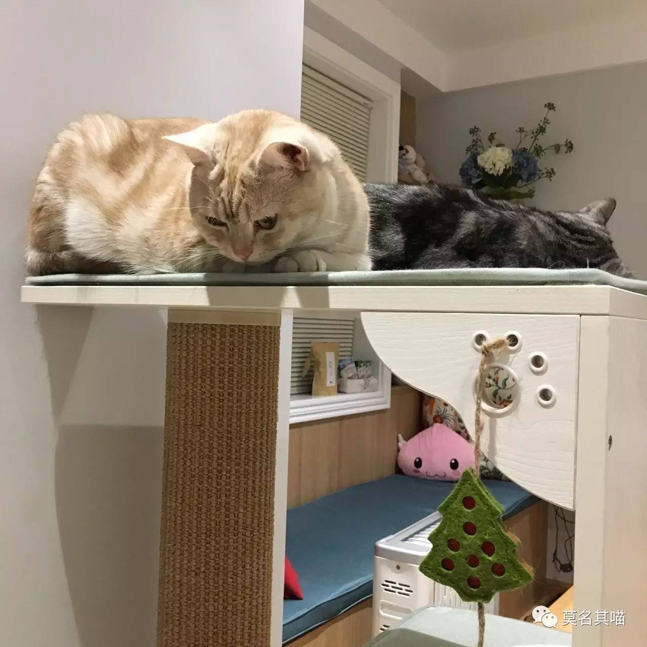 被糊一脸也绝不屈服!菠萝*药嗑**记