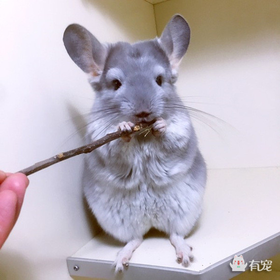 如何分辨宠物喜欢吃什么 (怎样知道自己的宠物适合吃什么)