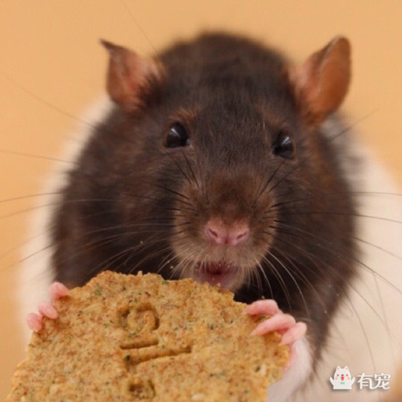 如何分辨宠物喜欢吃什么 (怎样知道自己的宠物适合吃什么)