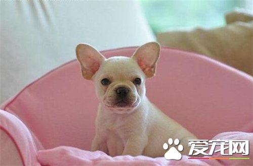 法国斗牛犬掉毛吗,法国斗牛犬美国斗牛犬英国斗牛犬