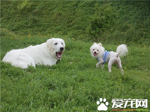 大白熊犬的性格和脾气,大白熊犬体型有小型的吗
