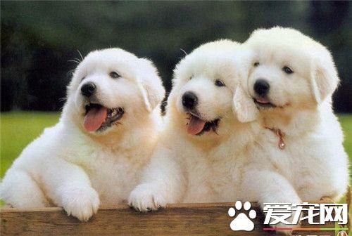 大白熊犬的性格和脾气,大白熊犬体型有小型的吗