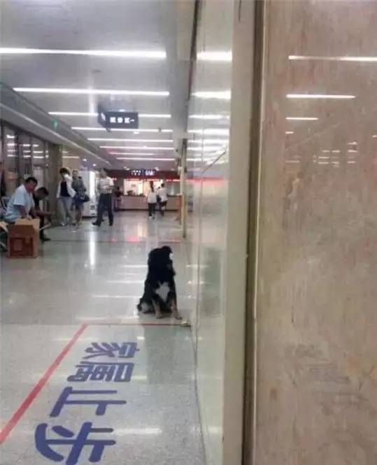 狗狗洗澡没吹干生病了怎么办,狗狗生病了舔自己是什么原因