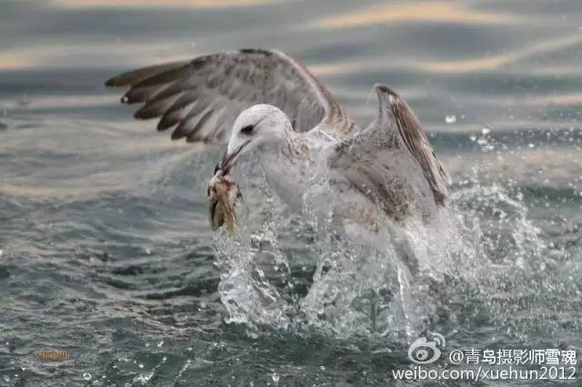 青岛的冬天来临之前,青岛的冬天多么美