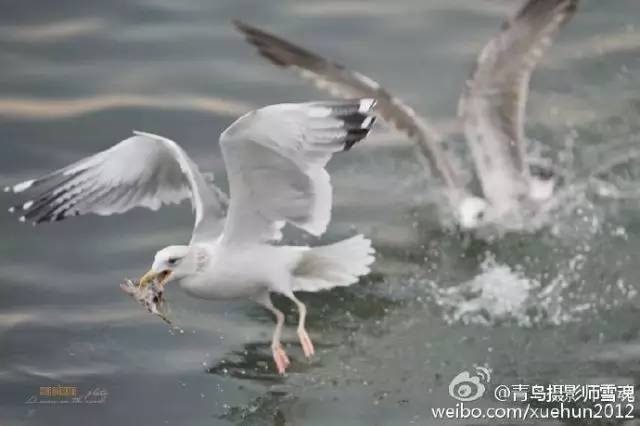 青岛的冬天来临之前,青岛的冬天多么美