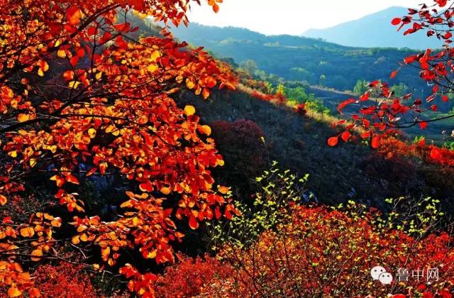 淄博!山东最冤的一个市?