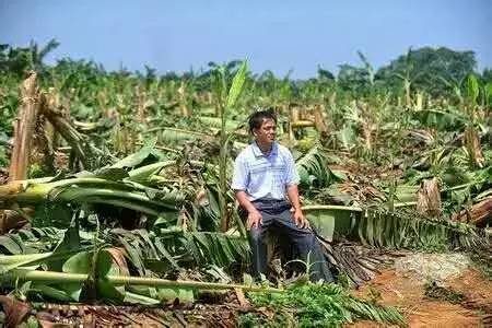 低温起作用的肥料,低温雨雪冷冻天气对农业的影响
