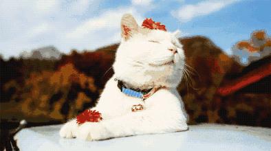 @你，防不胜防！网购后千万小心这种诈骗电话！