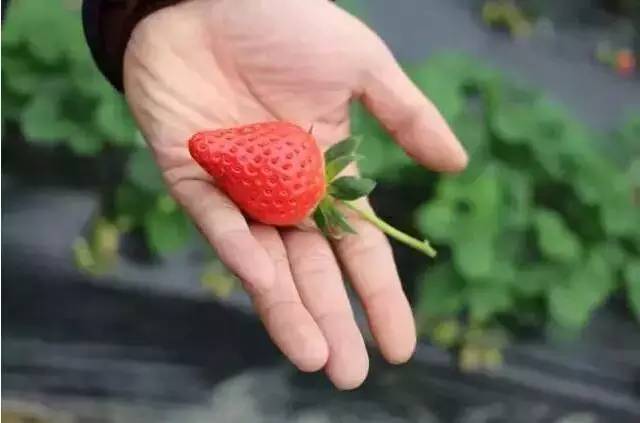 中山南区摘草莓,吐血整理10城33个市集