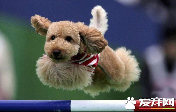 玩具贵宾犬习性是一种敏感的聪明的狗