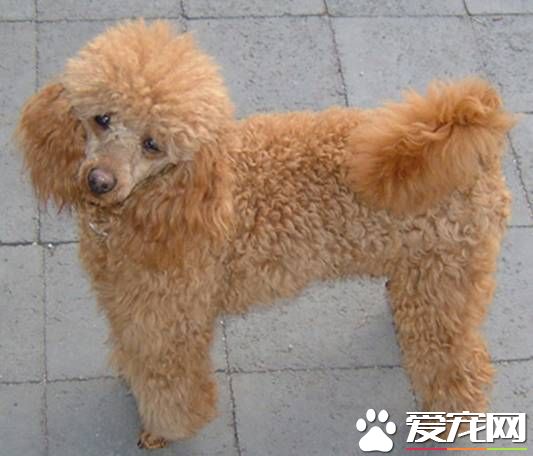 玩具贵宾犬习性是一种敏感的聪明的狗