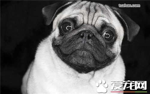 法国斗牛犬掉毛吗,法国斗牛犬美国斗牛犬英国斗牛犬