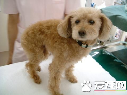 玩具贵宾犬的优点和缺点,玩具贵宾犬多少钱一只