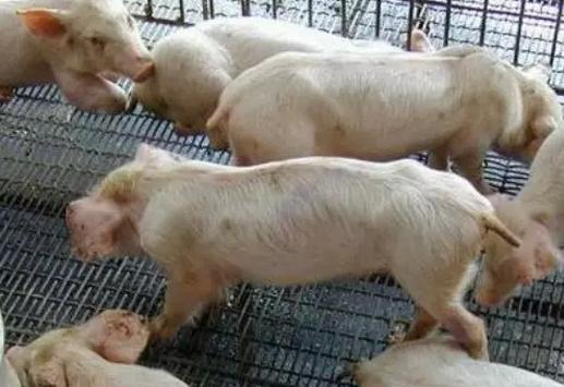 猪流行性腹泻及其防治方法,猪流行性腹泻几天恢复采食