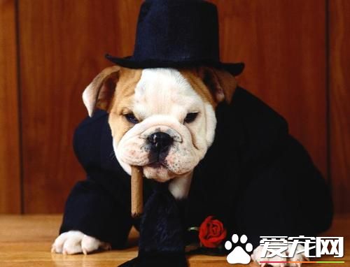 法国斗牛犬掉毛吗,法国斗牛犬美国斗牛犬英国斗牛犬