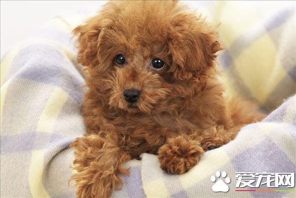玩具贵宾犬的优点和缺点,玩具贵宾犬多少钱一只