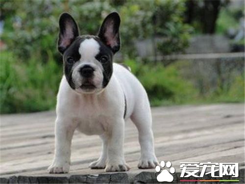 法国斗牛犬简称斗牛还是法斗,法国斗牛犬有什么颜色