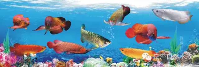 鱼缸摆放位置与属相,鱼缸的摆放位置以及风水影响